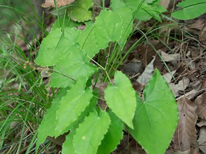 中药原创新药拉开肝癌精准治疗序幕